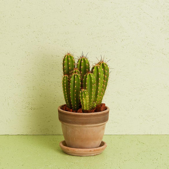 Kaktus inkl. potte